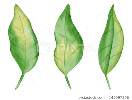 Three hand-drawn watercolor green pepper leaves isolated on a white background. Botanical illustration of bell pepper foliage for design and patterns. Three hand-drawn watercolor green pepper leaves isolated on a white background. Botanical illustration of bell pepper foliage for design and patterns. 143097896