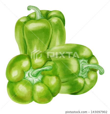 Watercolor illustration, composition with green bell pepper. Hand-drawn whole and cut ripe sweet peppers with fresh green leaves. Suitable for kitchen textiles, packaging, harvest, and agriculture. Watercolor illustration, composition with green bell pepper. Hand-drawn whole and cut ripe sweet peppers with fresh green leaves. Suitable for kitchen textiles, packaging, harvest, and agriculture. 143097902