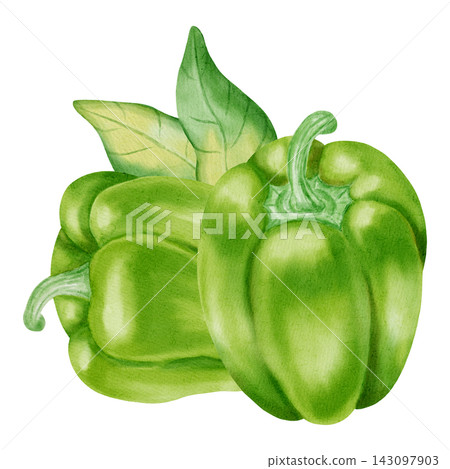 Watercolor illustration, composition with green bell pepper. Hand-drawn whole and cut ripe sweet peppers with fresh green leaves. Suitable for kitchen textiles, packaging, harvest, and agriculture. Watercolor illustration, composition with green bell pepper. Hand-drawn whole and cut ripe sweet peppers with fresh green leaves. Suitable for kitchen textiles, packaging, harvest, and agriculture. 143097903