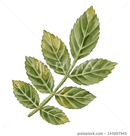 Watercolor hand drawn green rosehip leaves on a branch, isolated on a white background. Ideal for product logos, posters, packaging, and textiles Watercolor hand drawn green rosehip leaves on a branch, isolated on a white background. Ideal for product logos, posters, packaging, and textiles 143097945