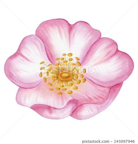 Watercolor hand drawn pink wild rose flower blooming, isolated on a white background. Ideal for product logos, posters, packaging, and textiles Watercolor hand drawn pink wild rose flower blooming, isolated on a white background. Ideal for product logos, posters, packaging, and textiles 143097946