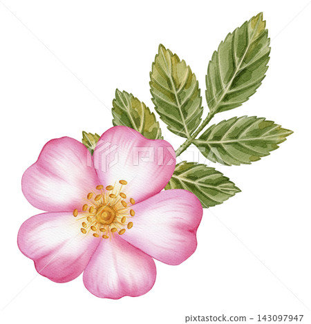 Watercolor illustration, botanical bouquet of pink wild rose flowers, red rosehip berries, and green leaves isolated on a white background. Ideal for product logos, posters, packaging, and textiles Watercolor illustration, botanical bouquet of pink wild rose flowers, red rosehip berries, and green leaves isolated on a white background. Ideal for product logos, posters, packaging, and textiles 143097947
