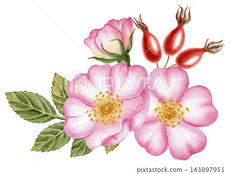 Watercolor illustration, botanical bouquet of pink wild rose flowers, red rosehip berries, and green leaves isolated on a white background. Ideal for product logos, posters, packaging, and textiles Watercolor illustration, botanical bouquet of pink wild rose flowers, red rosehip berries, and green leaves isolated on a white background. Ideal for product logos, posters, packaging, and textiles 143097951