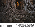 Ancient golden Buddha statue nestled within the massive roots of a sprawling banyan tree temple 143098056