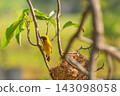 A vibrant yellow Asian golden weaver perched on a thin branch beside its intricate woven nest 143098058