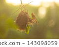 Bird perched beside its nest during golden hour in a natural setting 143098059