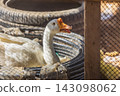 White domestic goose inside a pen with tires and fencing in a farm setting 143098062