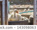 A white goose resting inside a pen surrounded by tires and fencing 143098063