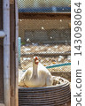 White goose perched in a nesting area with a sunny background 143098064