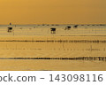 Golden hour over a tranquil water landscape with fishing huts and poles 143098116
