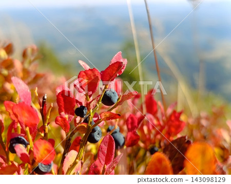 Autumn bilberry shrub showing red leaves and ripe fruit Autumn bilberry shrub showing red leaves and ripe fruit 143098129
