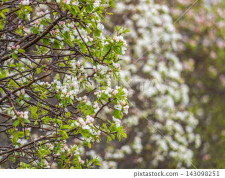 White blossoming apple trees in the sunset light. Spring season, spring colors. 143098251
