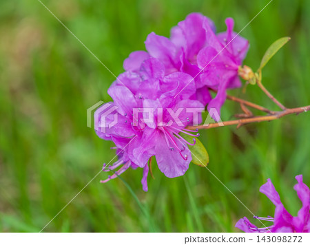 Pink flowers of Siberian rhododendron copy space. Rhododendron dauricum. Spring flowering of Altai rhododendron. Pink flowers of Siberian rhododendron copy space. Rhododendron dauricum. Spring flowering of Altai rhododendron. 143098272