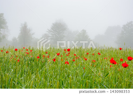 rural landscape with poppy flowers in the wheat field. red blooming in summer fog. mysterious countryside background rural landscape with poppy flowers in the wheat field. red blooming in summer fog. mysterious countryside background 143098353