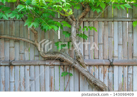 Plants creeping along a bamboo fence and vibrant new greenery (Mukojima Hyakkaen Garden, Sumida Ward, Tokyo) 143098409