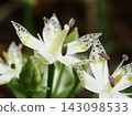 The shimmering pistil of the Akebono-sou flower (20260917103429) 143098533