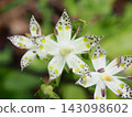 The shimmering nectaries of the *Akebono-sou* flower (20260917103652) 143098602
