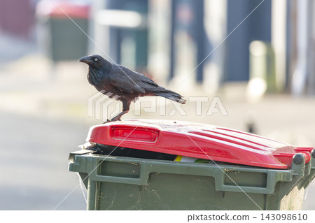 An Australian Raven standing on the lid of a large rubbish bin An Australian Raven standing on the lid of a large rubbish bin 143098610