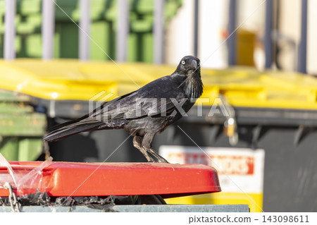 An Australian Raven standing on the lid of a large rubbish bin An Australian Raven standing on the lid of a large rubbish bin 143098611