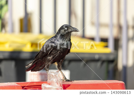 An Australian Raven standing on the lid of a large rubbish bin An Australian Raven standing on the lid of a large rubbish bin 143098613