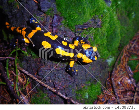 Fire salamander on mossy log in wet Czech forest 143098733
