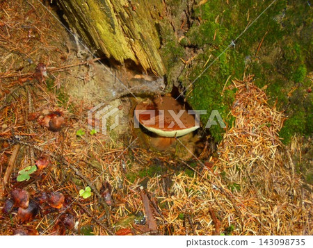 Bay bolete mushroom with round cap partially hidden under old decaying stump Bay bolete mushroom with round cap partially hidden under old decaying stump 143098735