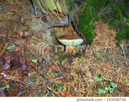 Forest nature scene with brown bay bolete growing under rotten spruce stump.. Forest nature scene with brown bay bolete growing under rotten spruce stump.. 143098736