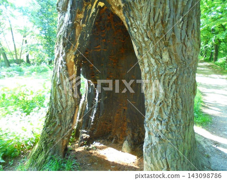 Hollow tree with orange fungi growing inside Hollow tree with orange fungi growing inside 143098786
