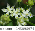 The shimmering petals of the Akebono-sou flower after the rain (20260917101729) 143098974