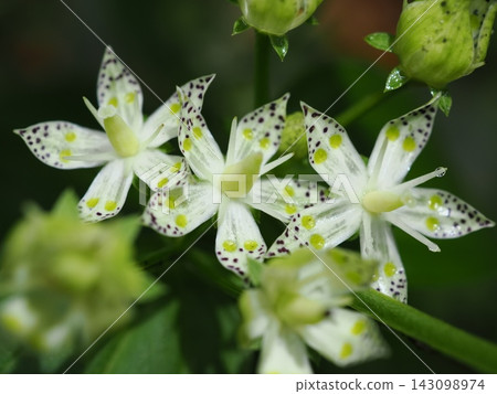 雨後曙草花的花瓣閃閃發光(20260917101729) 雨後曙草花的花瓣閃閃發光(20260917101729) 143098974