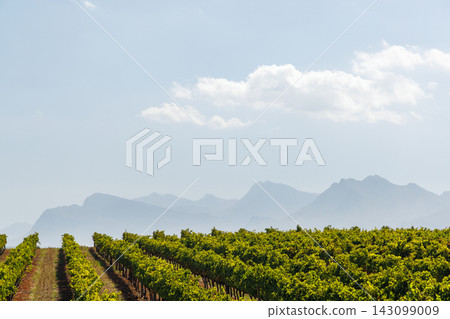 Sunlit vineyard rows in South Africa 143099009
