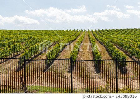 Sunlit vineyard rows 143099010