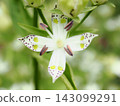 A four-petaled flower of the Japanese laurel (20260917102824) 143099291