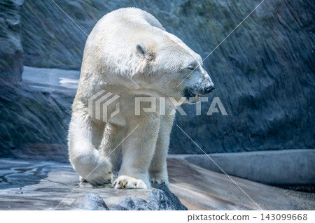 A polar bear moves slowly across a rocky area. The background shows rugged terrain typical of its cold habitat. The scene captures the bear's natural behavior and environment. A polar bear moves slowly across a rocky area. The background shows rugged terrain typical of its cold habitat. The scene captures the bear's natural behavior and environment. 143099668