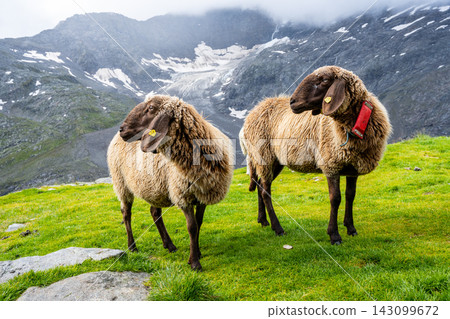 Two alpine sheeps stand on green grass in the mountains. The backdrop shows rocky slopes and patches of snow under a cloudy sky. The time is during the day. 143099672