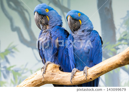 Two hyacinth macaws are sitting together on a branch in a natural setting. Their bright blue feathers contrast with the green background. 143099679