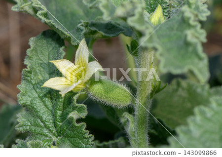 Close-up macro shot of a small yellow flower, fuzzy green stem, and developing hairy fruit Close-up macro shot of a small yellow flower, fuzzy green stem, and developing hairy fruit 143099866