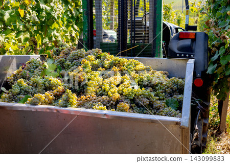White grapes are abundantly filling a metal container attached to vineyard harvesting machinery, capturing the essence of the annual grape harvest in a sun drenched vineyard White grapes are abundantly filling a metal container attached to vineyard harvesting machinery, capturing the essence of the annual grape harvest in a sun drenched vineyard 143099883