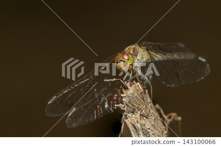 Close-up macro photograph of a dragonfly perched on a dry twig against a dark background Close-up macro photograph of a dragonfly perched on a dry twig against a dark background 143100066