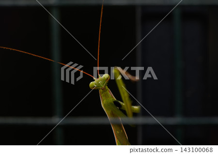 Commercial stock photo of a praying mantis peering from behind a wire mesh background Commercial stock photo of a praying mantis peering from behind a wire mesh background 143100068