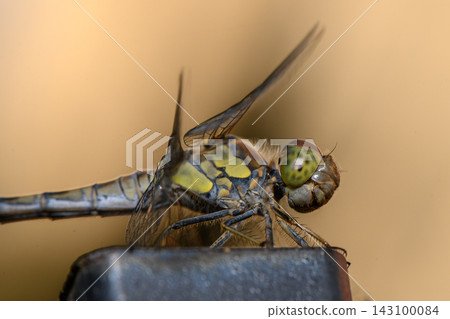 Commercial stock photo of a macro close-up of a dragonfly perched on a dark surface Commercial stock photo of a macro close-up of a dragonfly perched on a dark surface 143100084