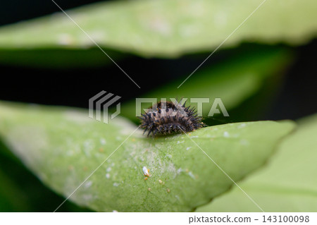 Commercial macro photography of a spiky ladybug pupa on a green leaf with soft natural background Commercial macro photography of a spiky ladybug pupa on a green leaf with soft natural background 143100098