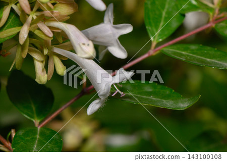 Commercial stock photo of white honeysuckle flowers macro view Commercial stock photo of white honeysuckle flowers macro view 143100108