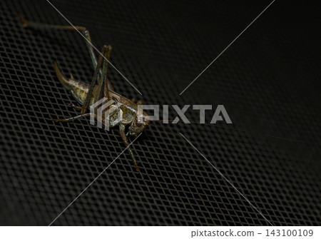 Brown grasshopper resting on dark mesh surface Brown grasshopper resting on dark mesh surface 143100109