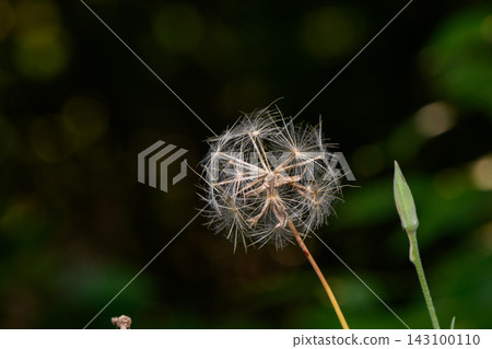 Dandelion seed head clock against dark blurred background Dandelion seed head clock against dark blurred background 143100110