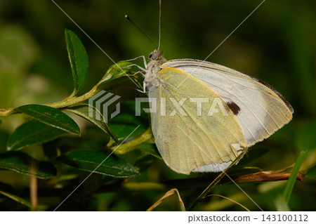 Commercial stock photo of a white butterfly resting on green leaves Commercial stock photo of a white butterfly resting on green leaves 143100112