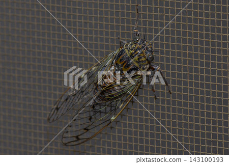 Commercial stock photo of a cicada insect clinging to a window mesh screen Commercial stock photo of a cicada insect clinging to a window mesh screen 143100193