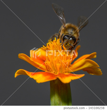Commercial stock photo of a honeybee foraging on a vibrant orange marigold flower Commercial stock photo of a honeybee foraging on a vibrant orange marigold flower 143100238