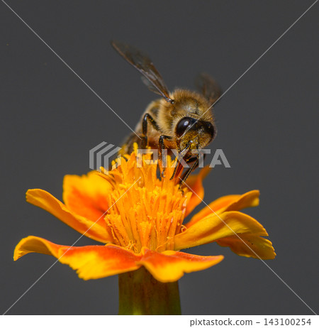 Commercial stock photo of a forager bee feeding on pollen from a marigold blossom Commercial stock photo of a forager bee feeding on pollen from a marigold blossom 143100254