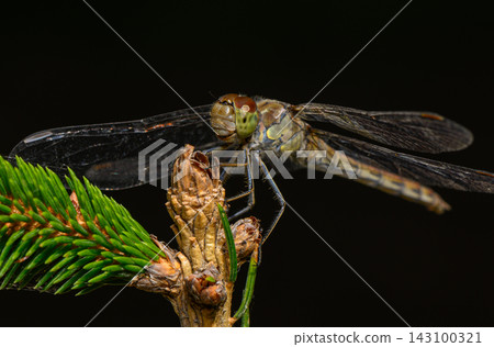Dragonfly resting on pine tree bud close up macro Dragonfly resting on pine tree bud close up macro 143100321